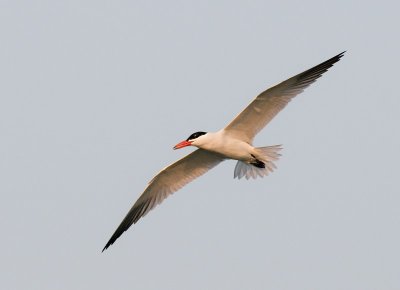 Caspian Tern