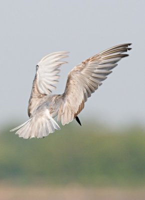 Whiskered Tern