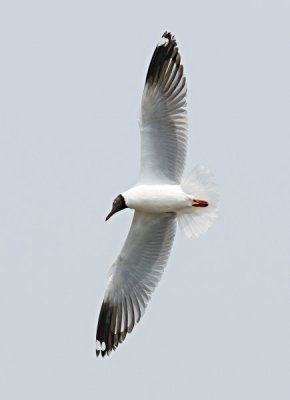 Brown-headed Gull