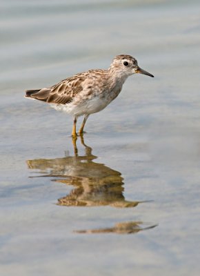 Long-toed Stint