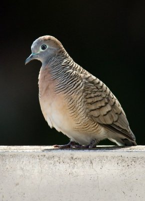 Zebra Dove