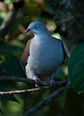 Mountain Imperial Pigeon