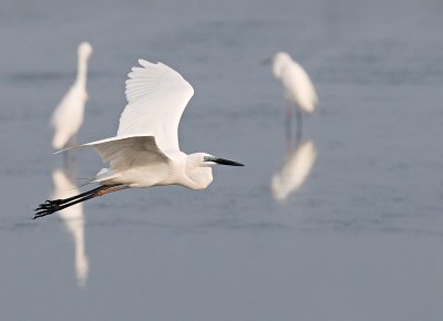 Great Egret