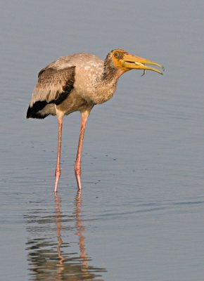 Painted Stork