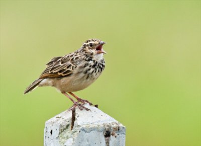 Indochinese Bushlark