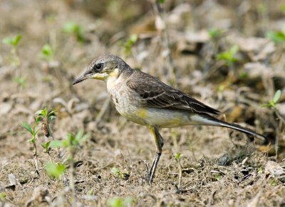 Yellow Wagtail