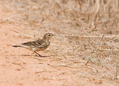 Red-throated Pipit