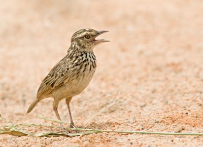 Indochinese Bushlark