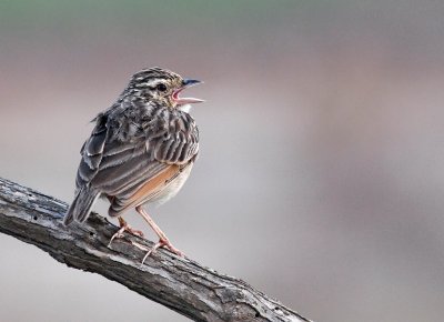 Indochinese Bushlark