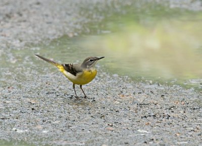 Grey Wagtail