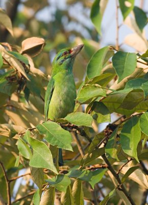 Moustached Barbet