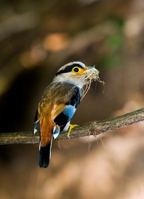 Silver-breasted Broadbill