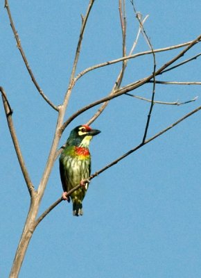 Coppersmith Barbet