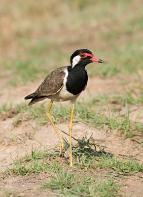 Red-wattled Lapwing