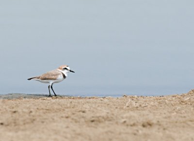 Kentish Plover