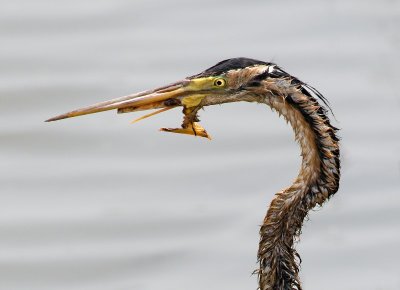 Purple Heron