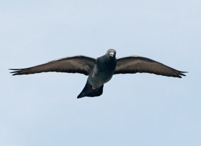 Rock Pigeon