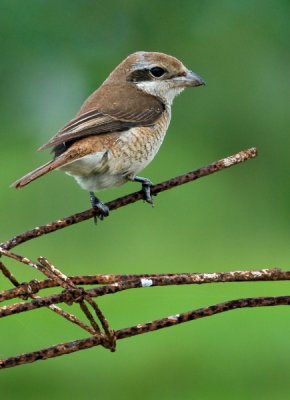 Brown Shrike