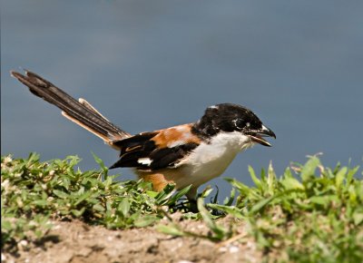 Long-tailed Shrike