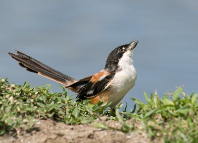 Long-tailed Shrike