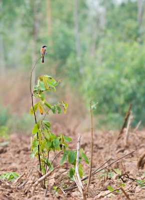 Burmese Shrike