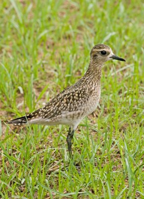 Pacific Golden Plover