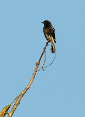 Pied Bushchat