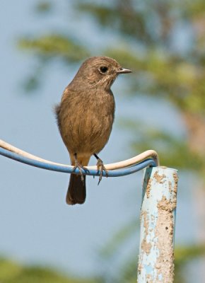 Pied Bushchat