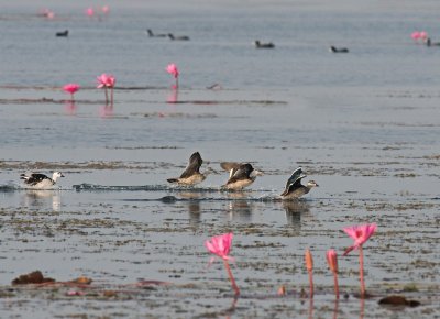 Cotton Pygmy Goose