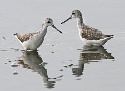 Greenshank