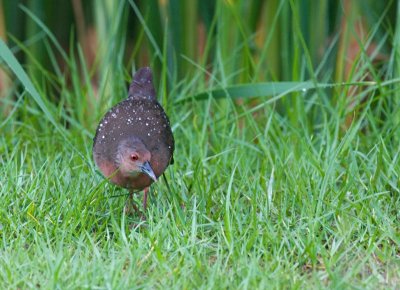 Ruddy-breasted Crake