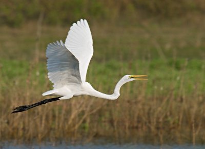 Great Egret