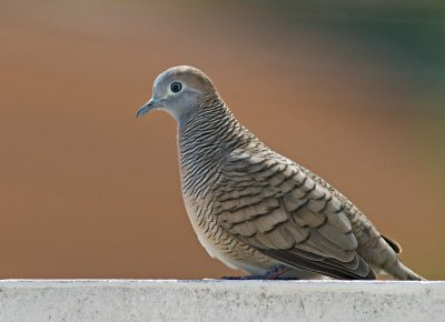 Zebra Dove