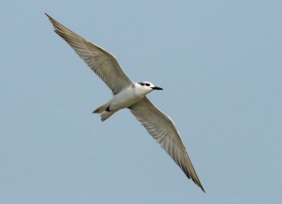 Whiskered Tern