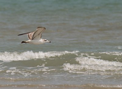 Pallas's Gull