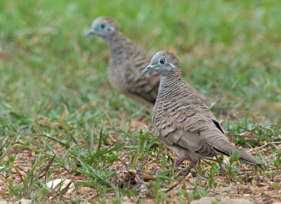 Zebra Dove