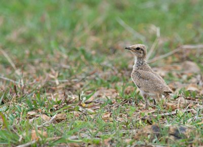 Small Pratincole