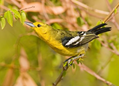 Common Iora