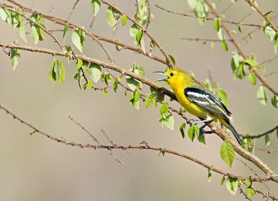 Common Iora