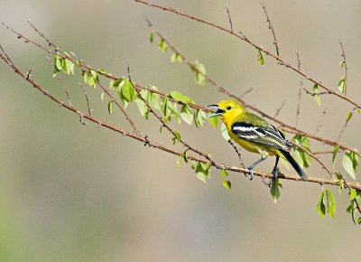 Common Iora