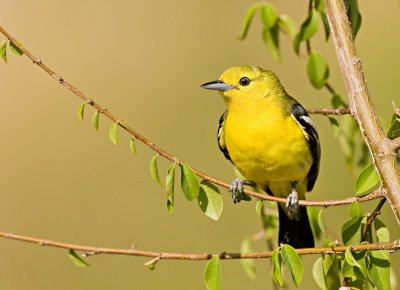 Common Iora