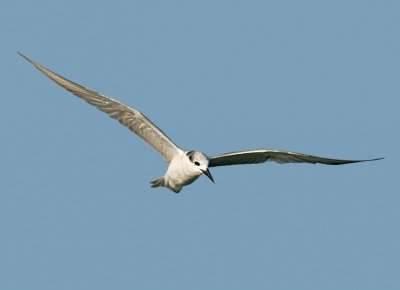 Whiskered Tern