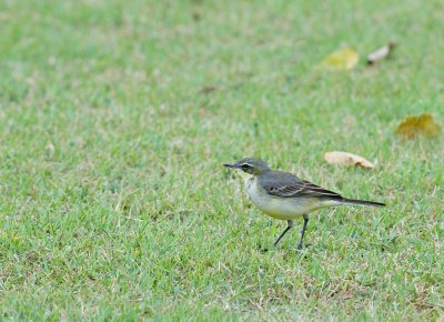 Yellow Wagtail