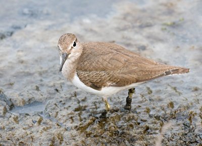 Common Sandpiper