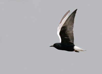 White-winged Tern