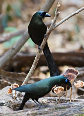 Racket-tailed Treepie