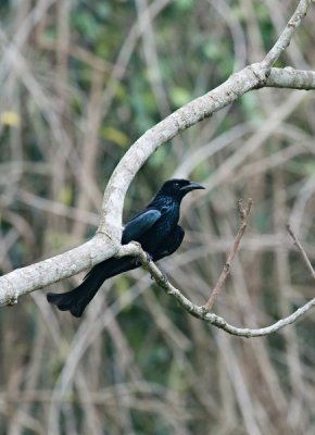 Hairy Crested Drongo