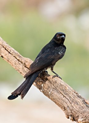 Black Drongo