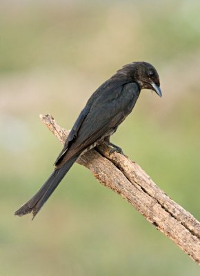 Black Drongo