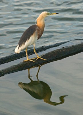 Javan  Pond Heron